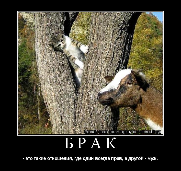 Котоматрица: Брак - это такие отношения, где один всегда прав, а другой - муж.