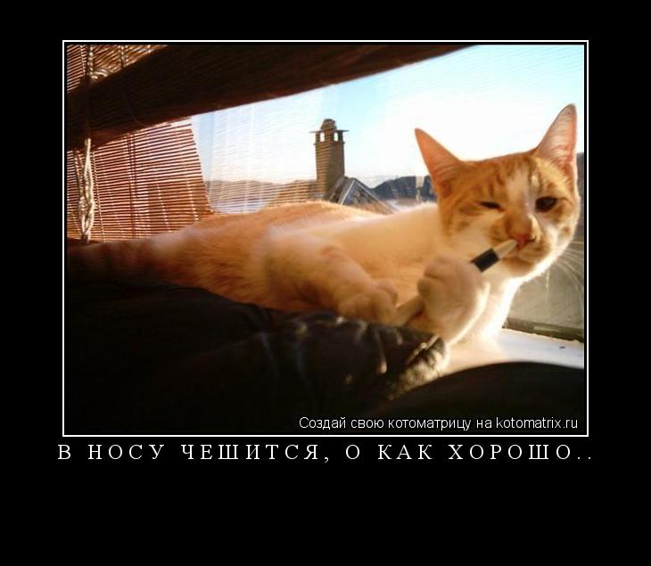 в носу чешится, о как хорошо.. ... Котоматрица: в носу чешится, о как хорошо..