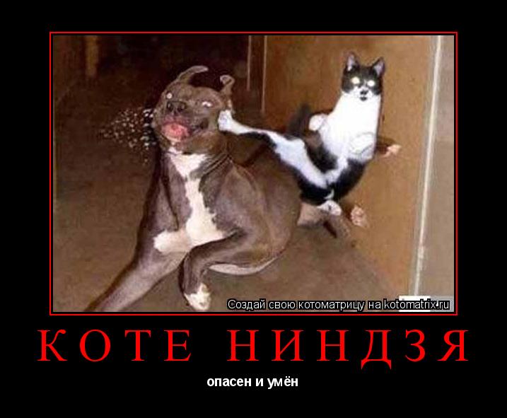 Котоматрица: КОТЕ НИНДЗЯ опасен и умён