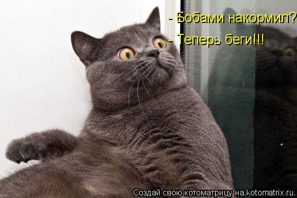 Котоматрица: - Бобами накормил? - Теперь беги!!!