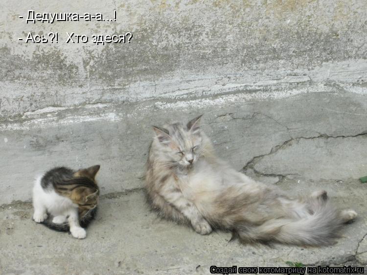 Котоматрица: - Дедушка-а-а...! - Ась?!  Хто здеся?