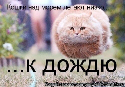 Котоматрица: Кошки над морем летают низко... ...к дождю