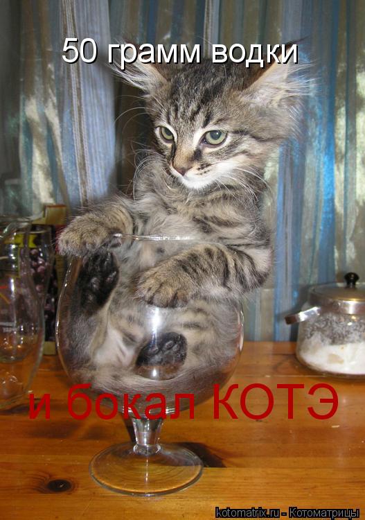 Котоматрица: 50 грамм водки и бокал КОТЭ