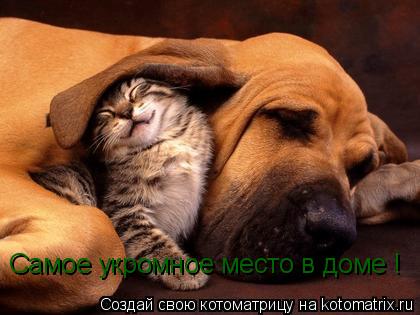 Котоматрица: Самое укромное место в доме !
