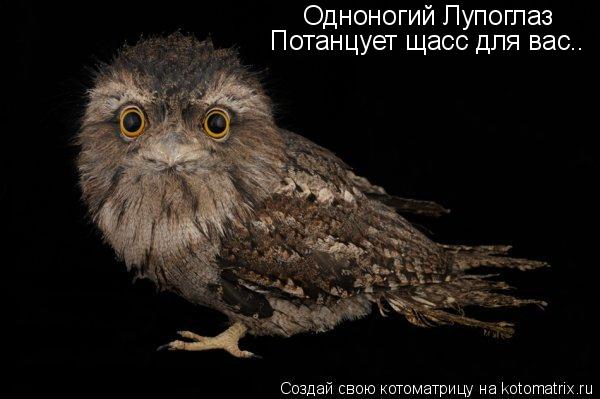 Котоматрица: Одноногий Лупоглаз Потанцует щасс для вас..
