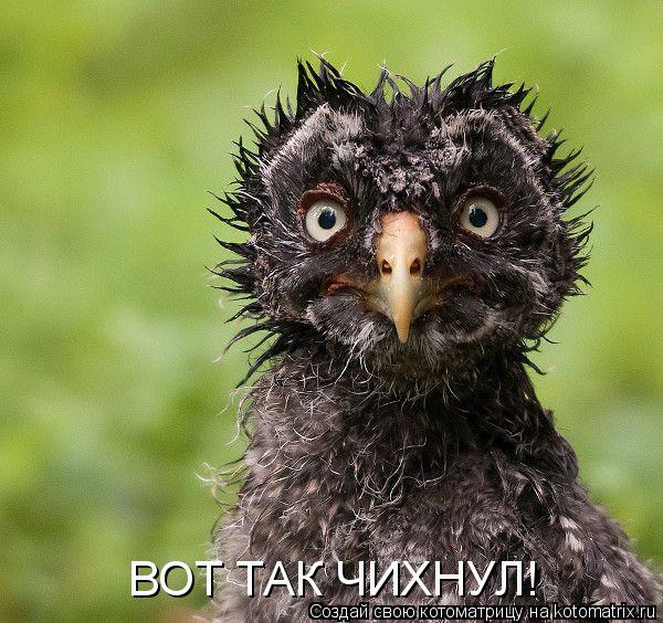 Котоматрица: ВОТ ТАК ЧИХНУЛ!