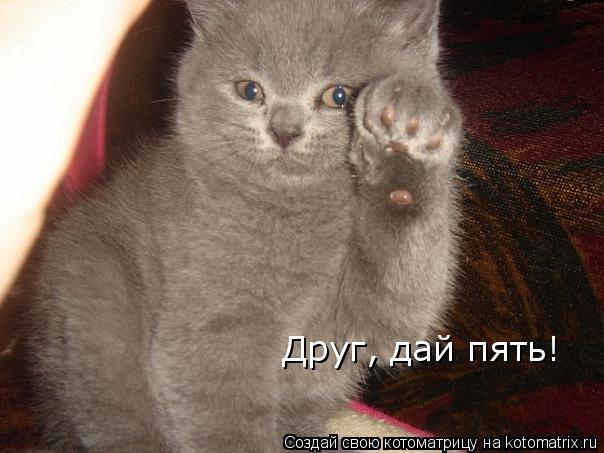 Котоматрица: Друг, дай пять!