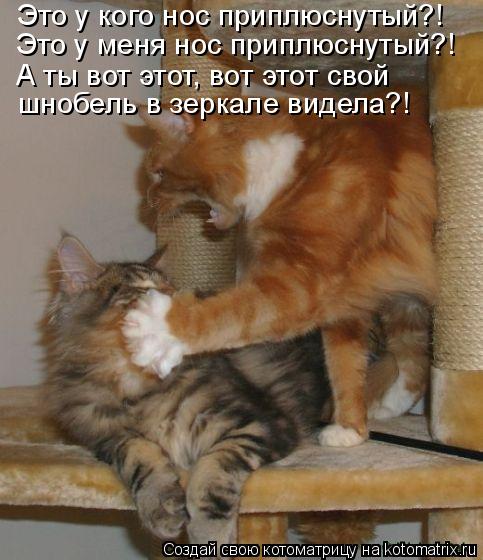 Котоматрица: Это у кого нос приплюснутый?! Это у меня нос приплюснутый?! А ты вот этот, вот этот свой шнобель в зеркале видела?!