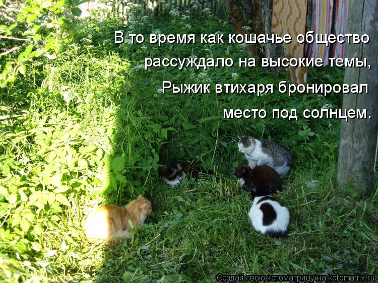 Котоматрица: В то время как кошачье общество рассуждало на высокие темы,  Рыжик втихаря бронировал  место под солнцем.