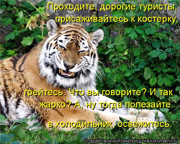 Котоматрица: Проходите, дорогие туристы,  присаживайтесь к костерку, грейтесь. Что вы говорите? И так  жарко? А, ну тогда полезайте  в холодильник, освежит