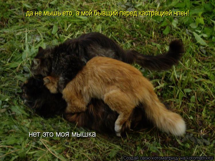Котоматрица: нет это моя мышка да не мышь ето, а мой бывщий перед кастрацией член!