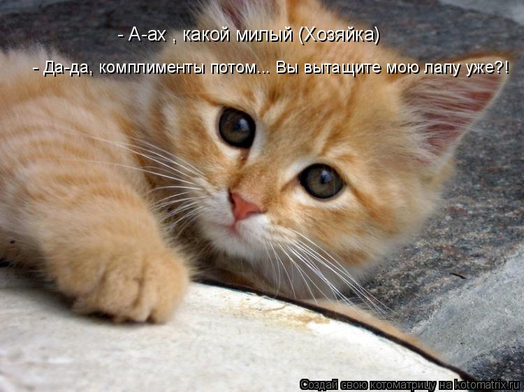 Котоматрица: - А-ах , какой милый (Хозяйка)  - Да-да, комплименты потом... Вы вытащите мою лапу уже?!