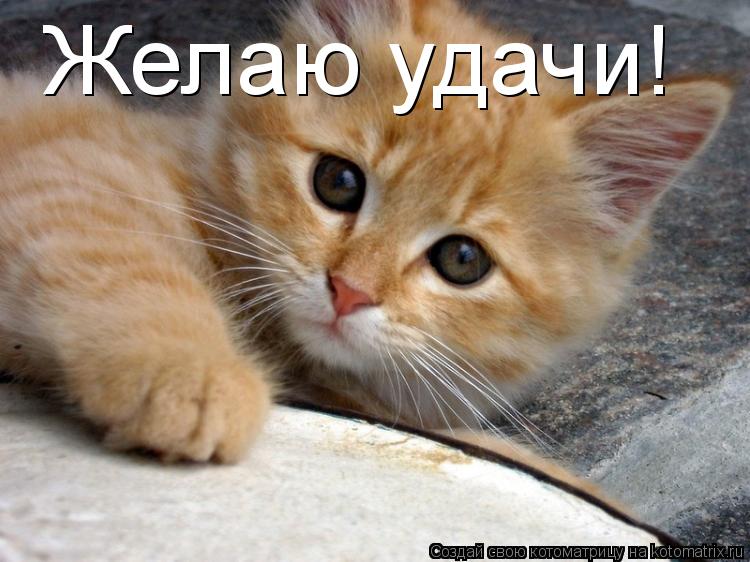 Котоматрица: Желаю удачи!