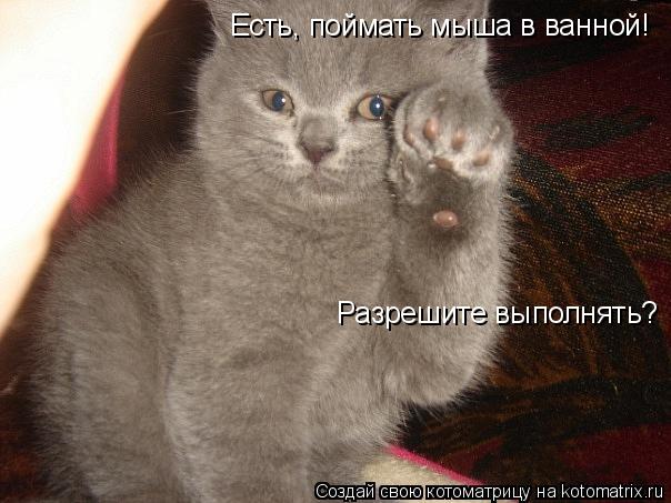 Котоматрица: Есть, поймать мыша в ванной! Разрешите выполнять?