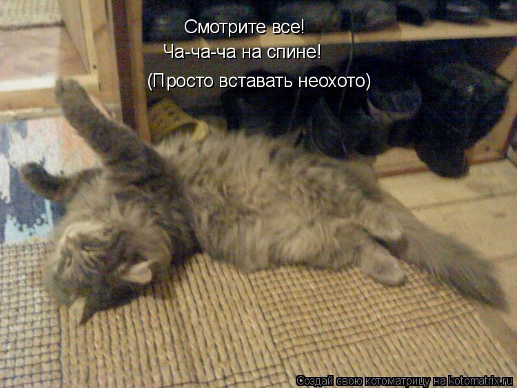 Котоматрица: Смотрите все! Ча-ча-ча на спине! (Просто вставать неохото)