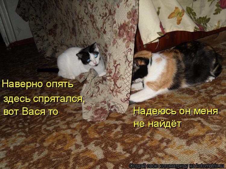 Котоматрица: Надеюсь он меня не найдёт Наверно опять здесь спрятался, вот Вася то