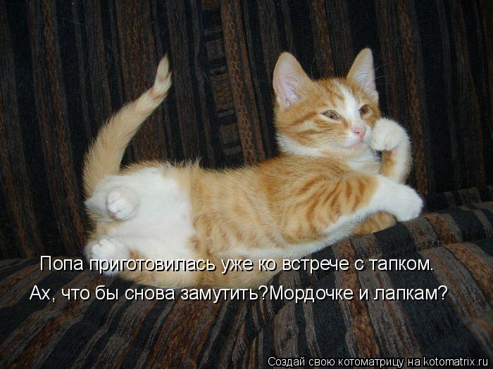 Котоматрица: Попа приготовилась уже ко встрече с тапком. Ах, что бы снова замутить?Мордочке и лапкам?
