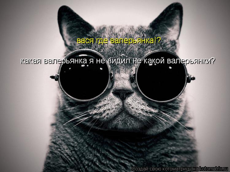 Котоматрица: вася где валерьянка!? какая валерьянка я не видил не какой валерьянки?