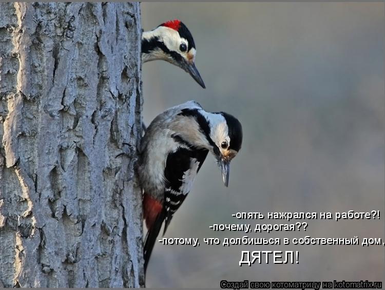 Котоматрица: -опять нажрался на работе?!  -почему, дорогая?? -потому, что долбишься в собственный дом,  ДЯТЕЛ!