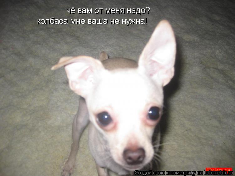 Котоматрица: чё вам от меня надо? колбаса мне ваша не нужна!
