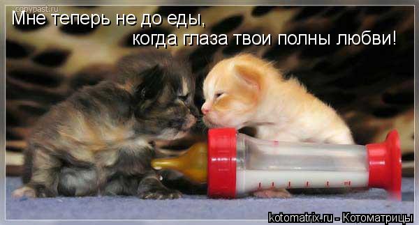 Котоматрица: Мне теперь не до еды, когда глаза твои полны любви!