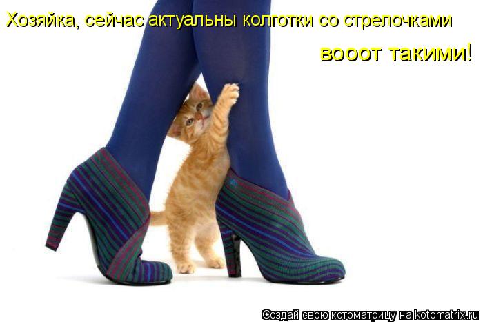 Котоматрица: Хозяйка, сейчас актуальны колготки со стрелочками вооот такими!