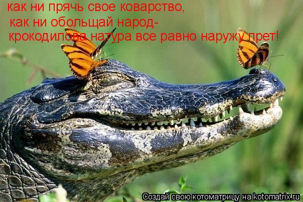 Котоматрица: как ни прячь свое коварство,   как ни обольщай народ- крокодилова натура все равно наружу прет!