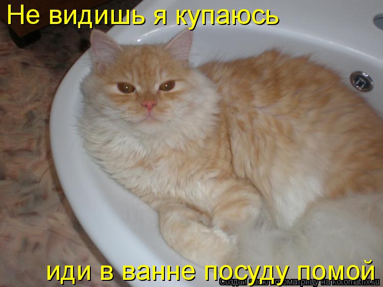 Котоматрица: Не видишь я купаюсь иди в ванне посуду помой