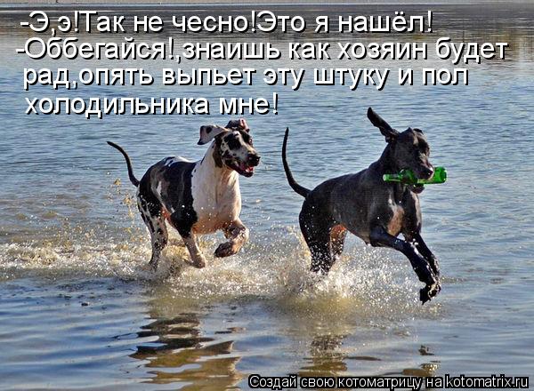 Котоматрица: -Э,э!Так не чесно!Это я нашёл! -Оббегайся!,знаишь как хозяин будет рад,опять выпьет эту штуку и пол холодильника мне!