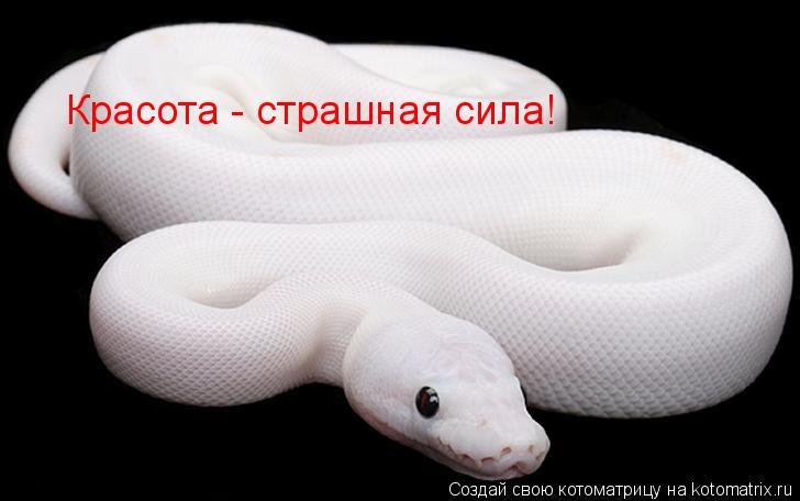 Котоматрица: Красота - страшная сила!
