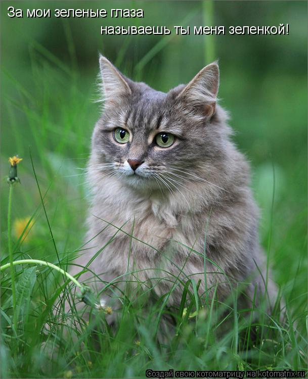 Котоматрица: За мои зеленые глаза  называешь ты меня зеленкой!