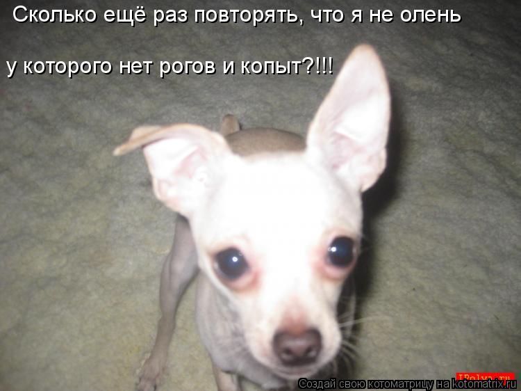Котоматрица: Сколько ещё раз повторять, что я не олень у которого нет рогов и копыт?!!!