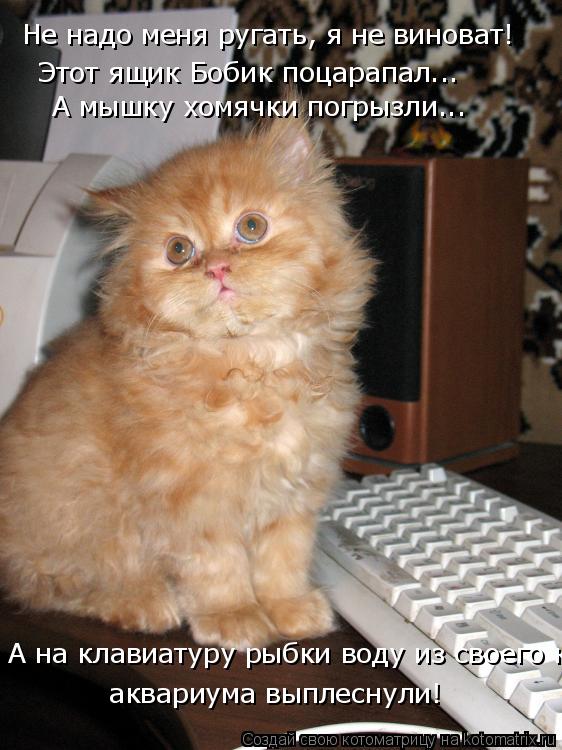 Котоматрица: Не надо меня ругать, я не виноват! Этот ящик Бобик поцарапал... А мышку хомячки погрызли... А на клавиатуру рыбки воду из своего кариума выплес