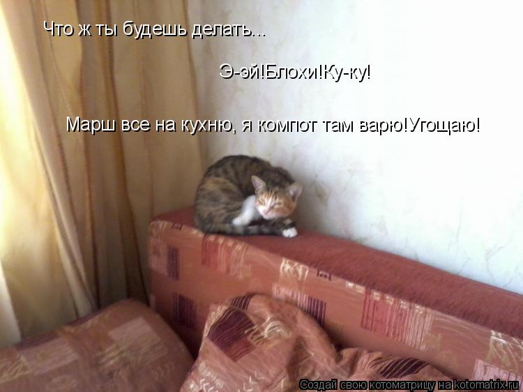 Котоматрица: Что ж ты будешь делать... Э-эй!Блохи!Ку-ку! Марш все на кухню, я компот там варю!Угощаю!