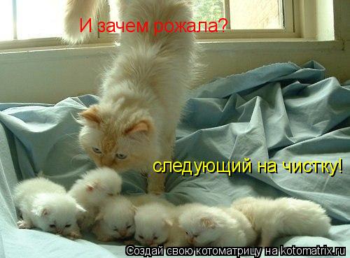 Котоматрица: И зачем рожала? следующий на чистку!