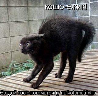 Котоматрица: кошо-ёжик!