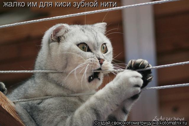 Котоматрица: жалко им для киси зубной нити
