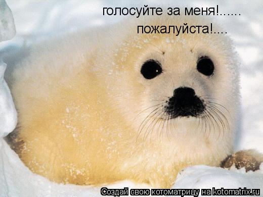 Котоматрица: голосуйте за меня!...... пожалуйста!....