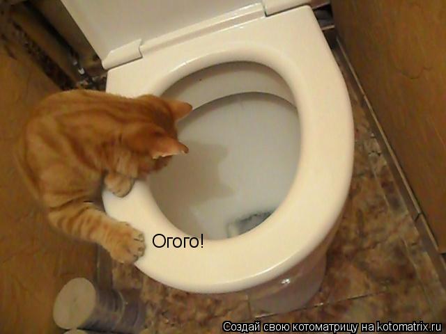 Котоматрица: Oгого!