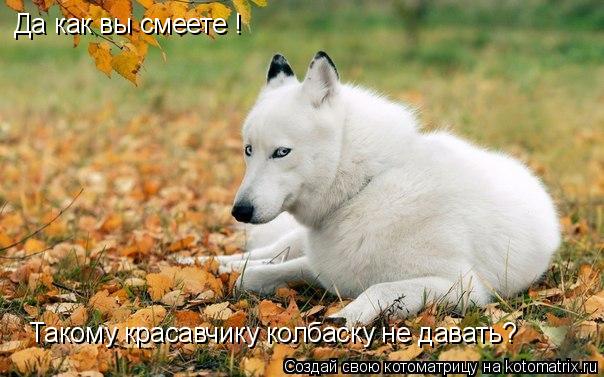 Котоматрица: Да как вы смеете ! Такому красавчику колбаску не давать?