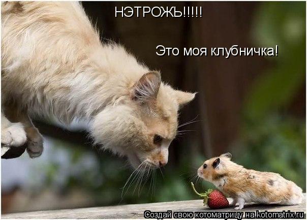 Котоматрица: НЭТРОЖЬ!!!!! Это моя клубничка!