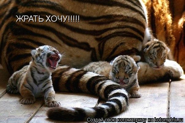 Котоматрица: ЖРАТЬ ХОЧУ!!!!!