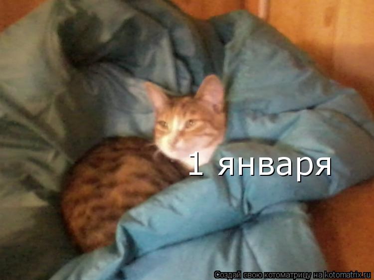 Котоматрица: 1 января