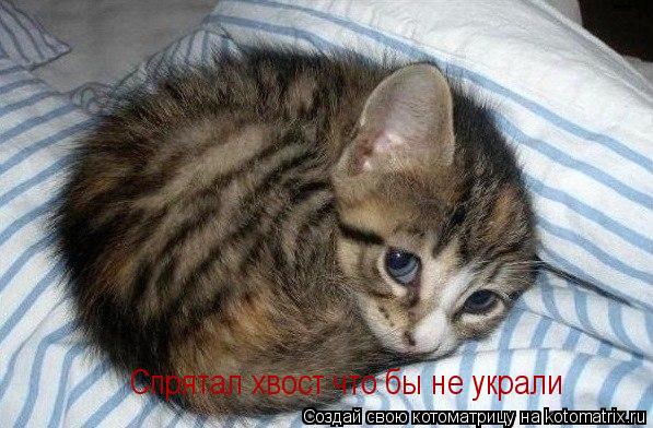 Котоматрица: Спрятал хвост что бы не украли