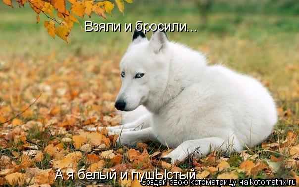 Котоматрица: Взяли и бросили... А я белый и пушЫстый...