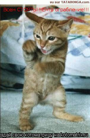 Котоматрица: Всем СТОЯТЬ!!!Енто ограбление!!! Всем СТОЯТЬ!!!Енто ограбление!!!
