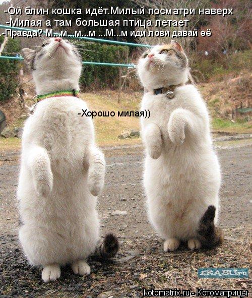 Котоматрица: -Ой блин кошка идёт.Милый посматри наверх -Милая а там большая птица летает -Правда? М...м...м...м ...М...м иди лови давай её -Хорошо милая))