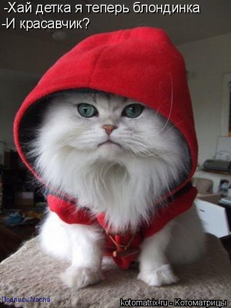 Котоматрица: -Хай детка я теперь блондинка -И красавчик? Подпись Nocha