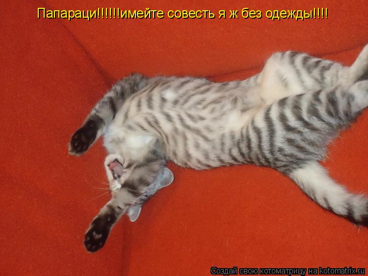 Котоматрица: Папараци!!!!!!имейте совесть я ж без одежды!!!!