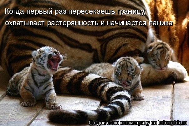 Котоматрица: Когда первый раз пересекаешь границу, охватывает растерянность и начинается паника